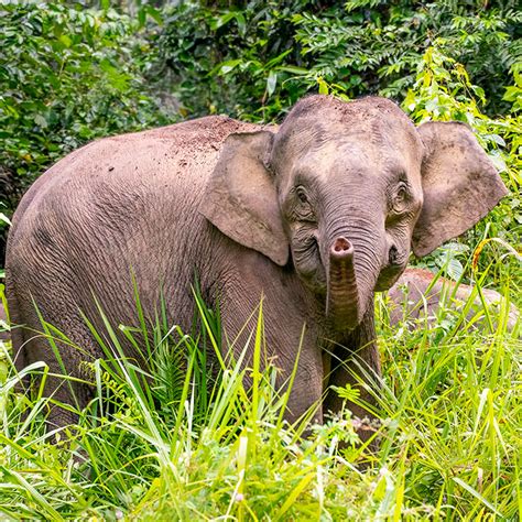 Adopt a Bornean Elephant .